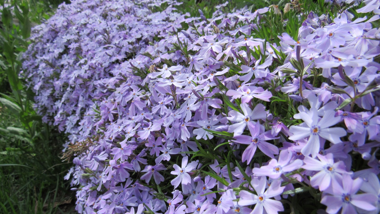 Close up of purple creeping phlox (Phlox stolonifera)