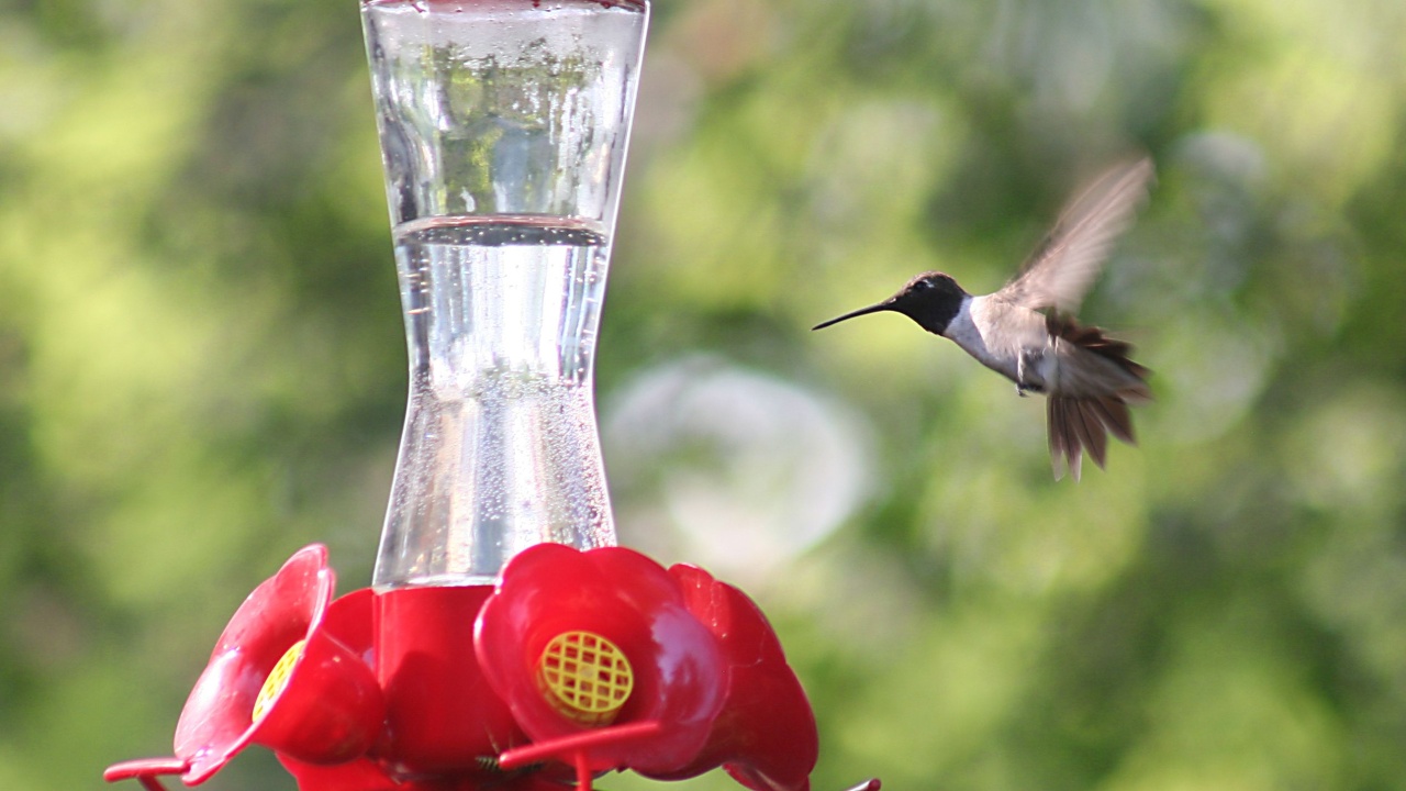 a tiny hummingbird getting a drink at a backyard feeder full of sugar water nectar