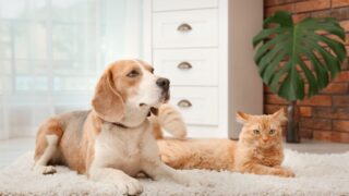 Adorable cat and dog lying on rug at home. Animal friendship