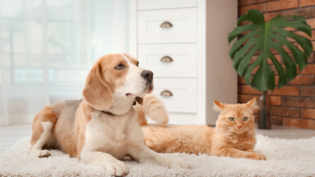 Adorable cat and dog lying on rug at home. Animal friendship
