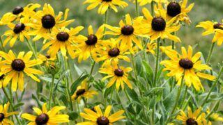 Echinacea paradoxa, a happy crowded bunch of yellow coneflowers outdoors in bright sunlight.