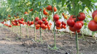 Ripe tomatoes in garden ready to harvest