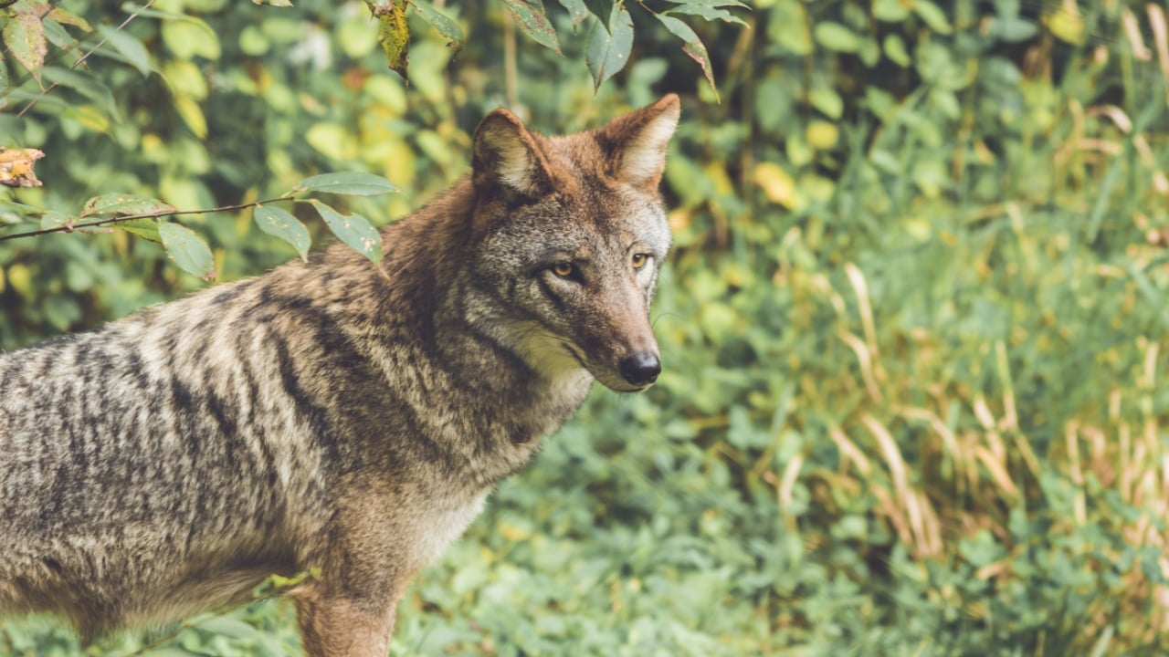 Coyote (Canis latrans) peers through thick green forest canopy in early fall, vintage garden setting