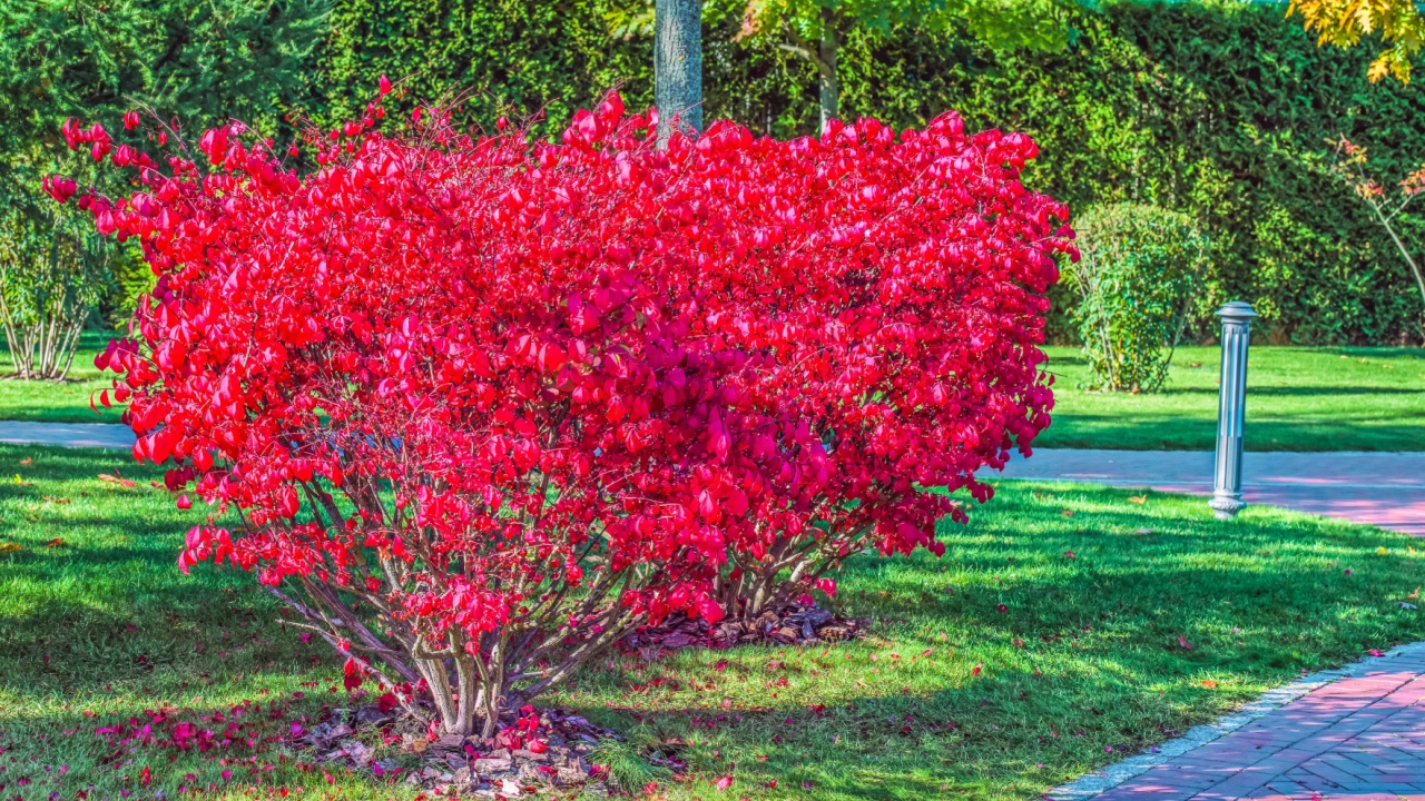 Euonymus alatus, Compactus, family Celastraceae, in red autumn color. Location: Mezhigorye, Ukraine.