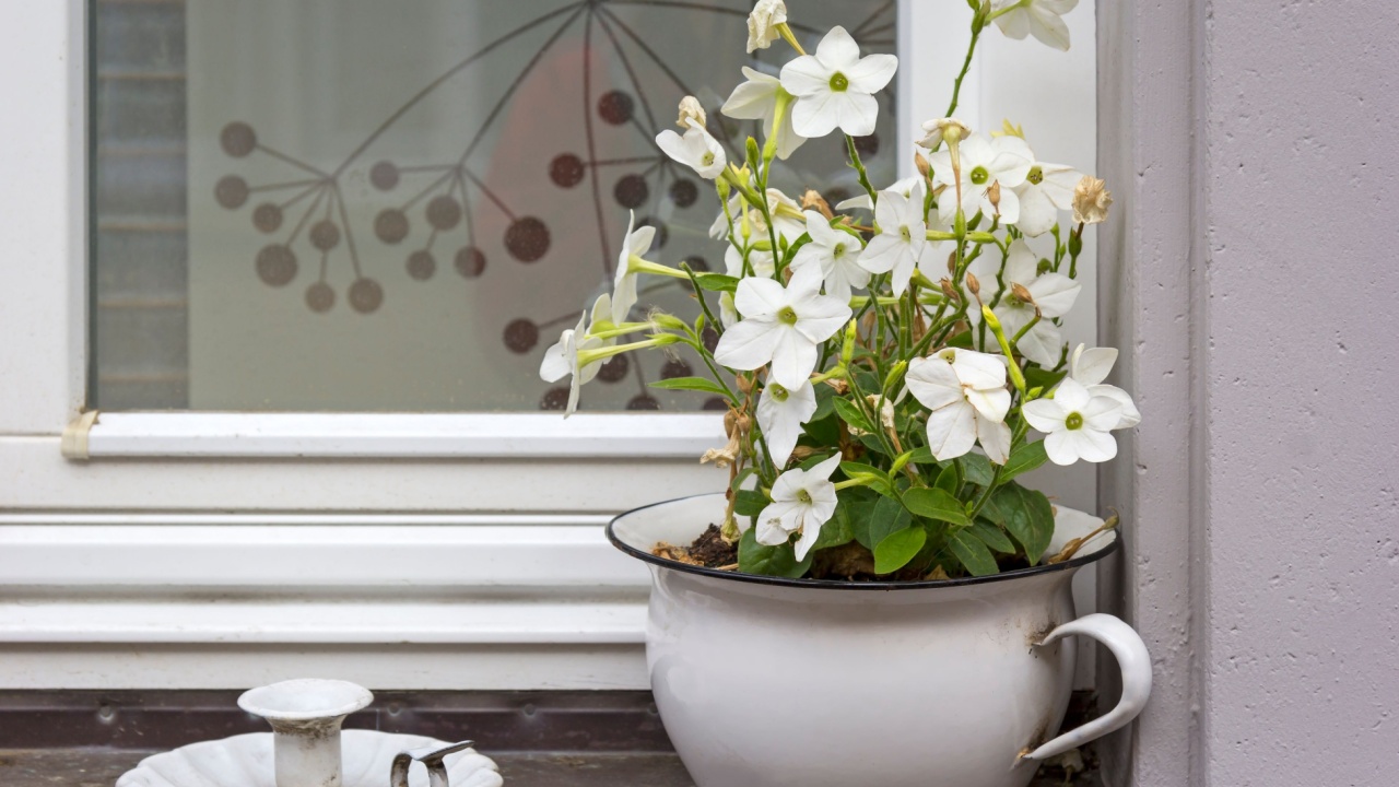 A still life on a windowsill with a flower pot (shape of a chamber pot) and a candlestick.