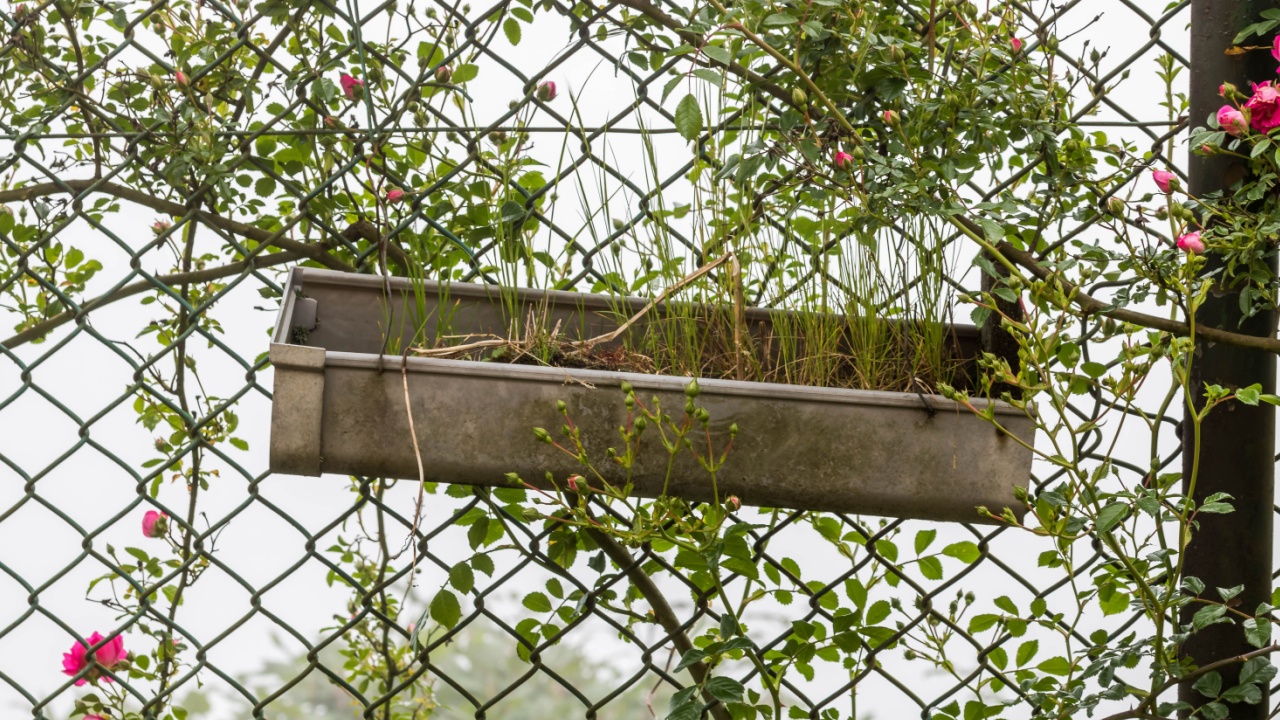 Cultivation on Rain Gutter