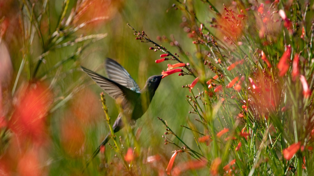 The Swallow-tailed Hummingbird (Eupetomena macroura) feeding on Firecracker Red Flowers (Russelia equisetiformis) against Blurred Background.