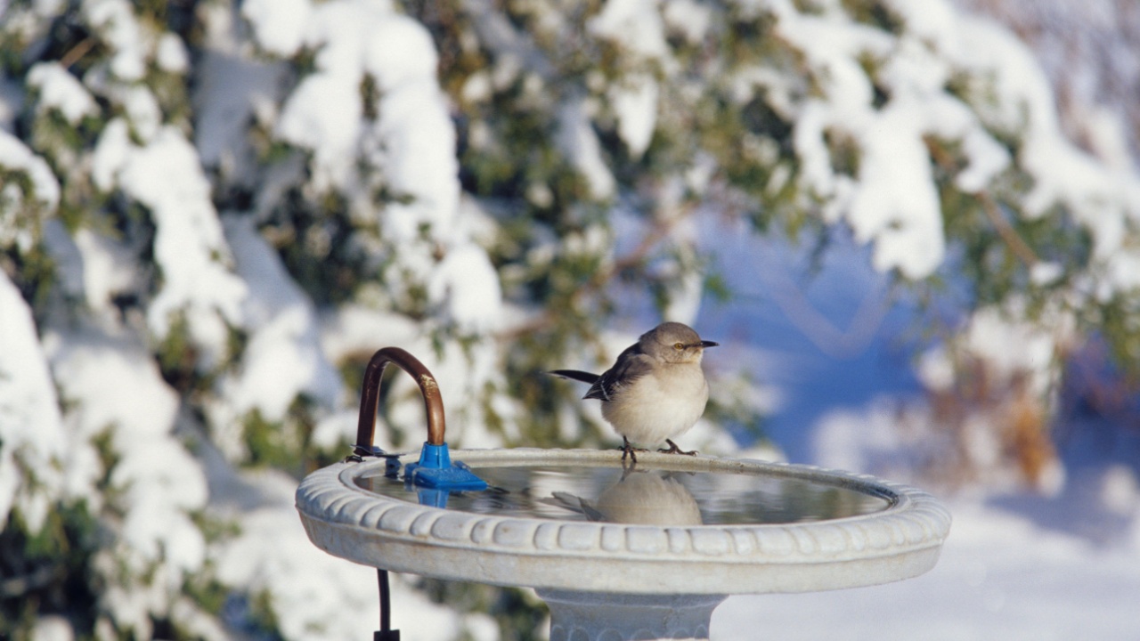 Northern Mockingbird (Mimus polyglottos) at heated bird bath in winter Marion County, Illinois