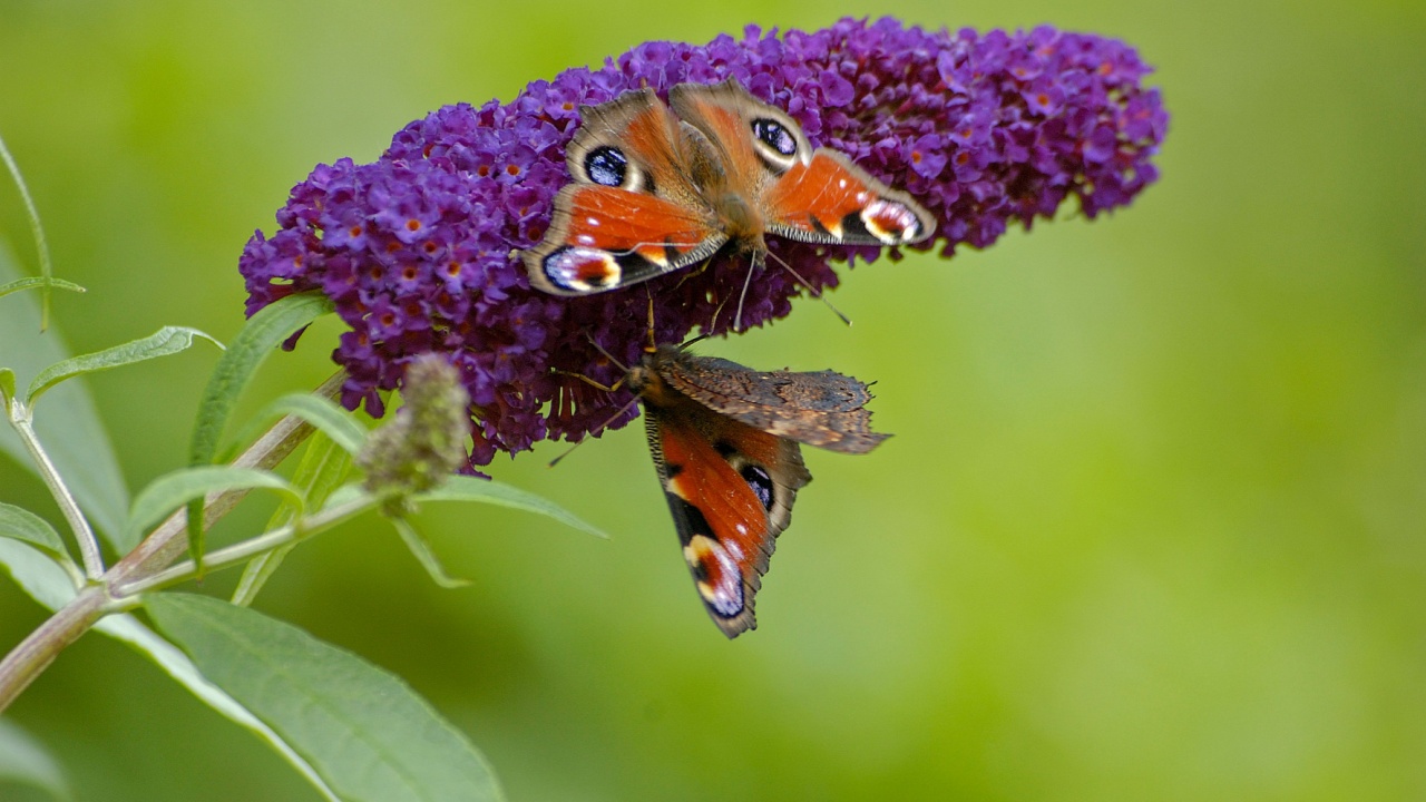 Peacock butterfly on butterfly-bush