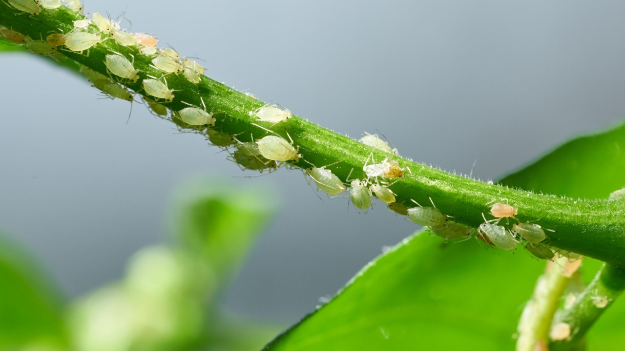 Insect pests, aphid, on the shoots and fruits of plants, Spider mite on flowers. Pepper attacked by malicious insects