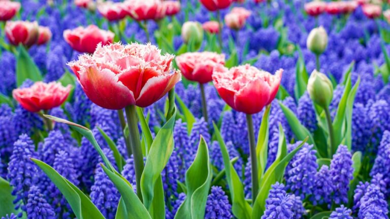 A flowerbed with pink tulips with white frills along with blue muscari.