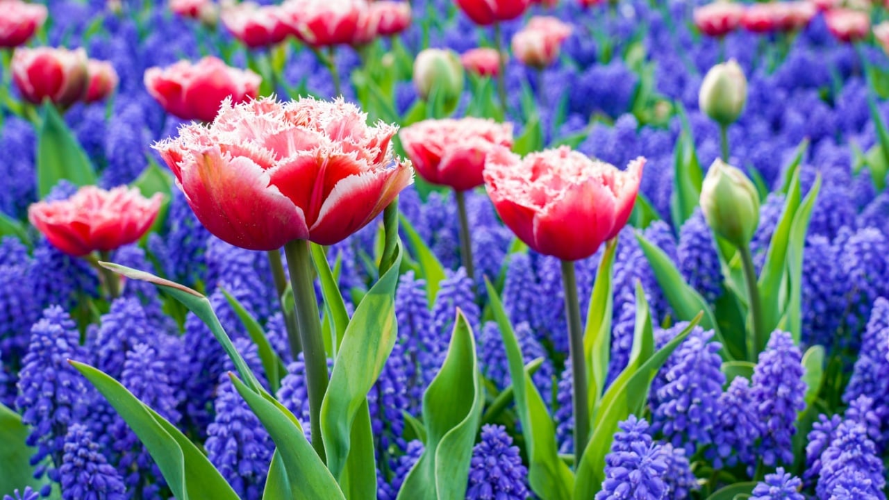 A flowerbed with pink tulips with white frills along with blue muscari.