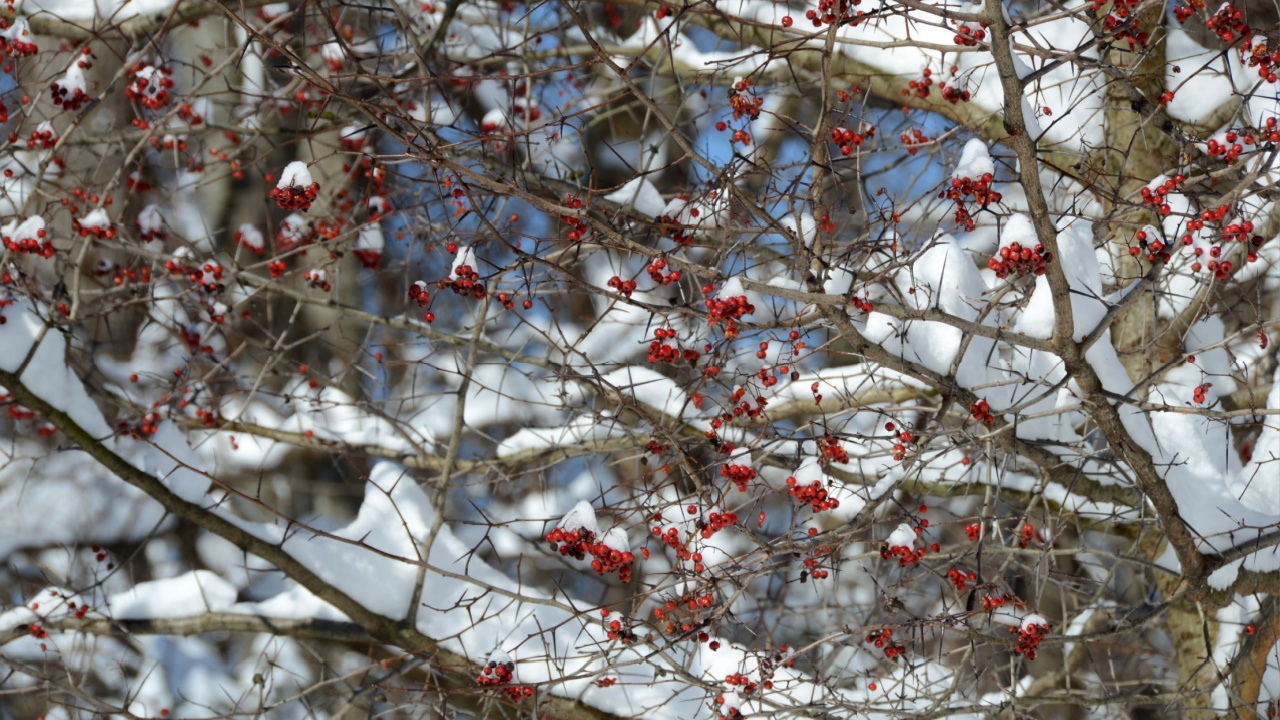 Snow laying on the branches thorns red berries and haws of a washington hawthorn tree on a bright sunny day in winter