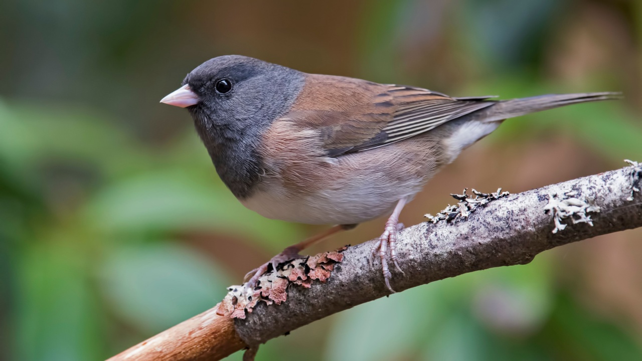 Dark-eyed Junco (Junco hyemalis) on perch