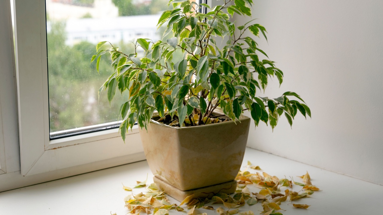 Take care of household plants and flowers. Flower got yellow and dry at home. Plant loosing dead yellow leaves 