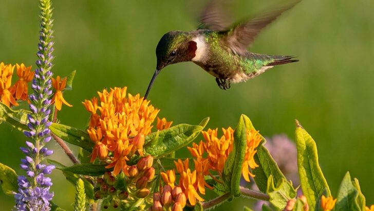 12 Beautiful Orange Flowers Hummingbirds Absolutely Love