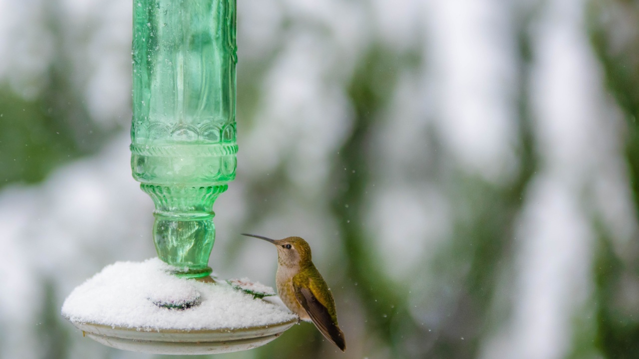 Hummingbird on the feeder covered in snow during cold winter