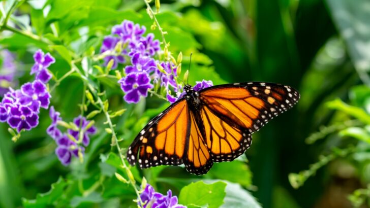 19 Beautiful Types of Butterflies (And How to Attract Them)