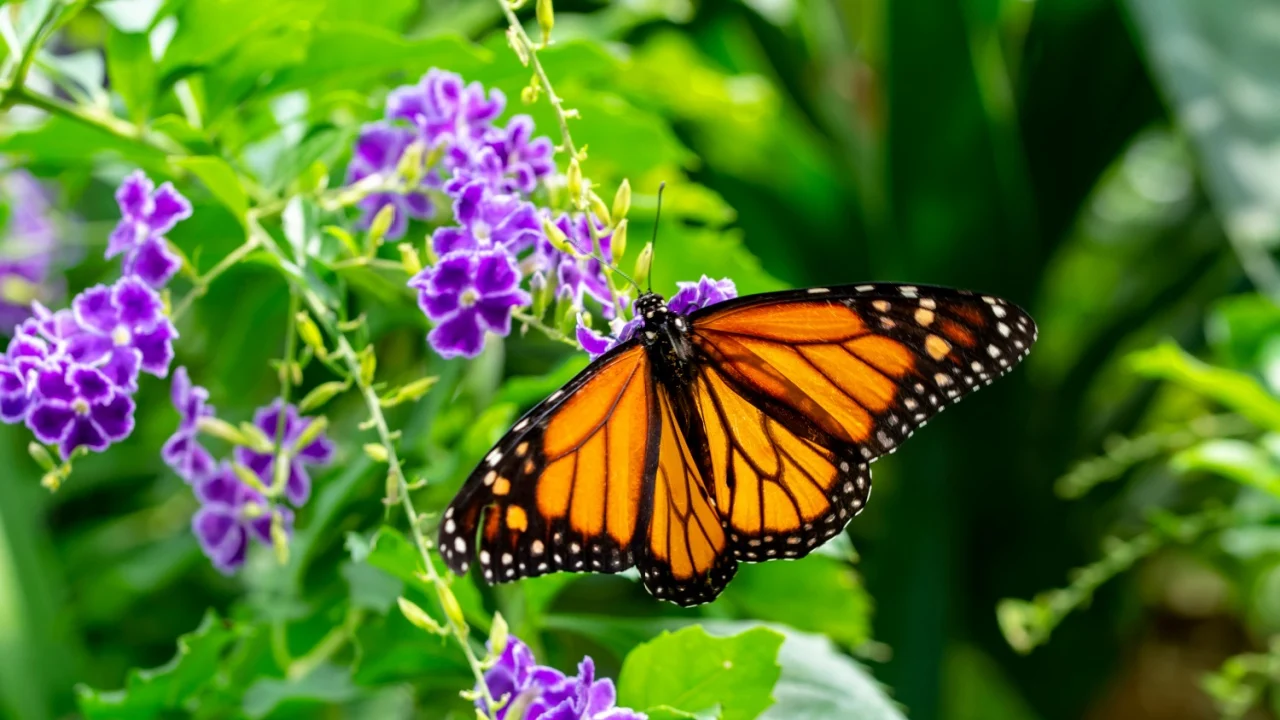 Monarch, Danaus plexippus is a milkweed butterfly (subfamily Danainae) in the family Nymphalidae