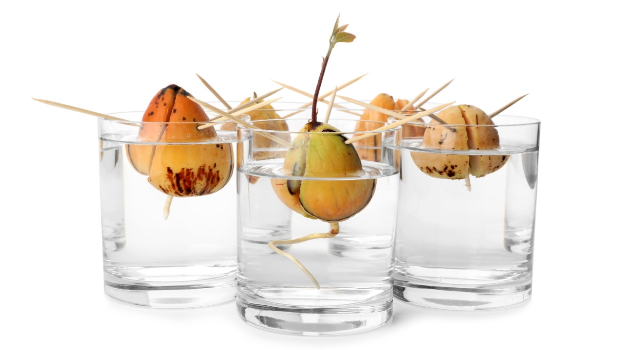 Glasses with sprouting avocado pits