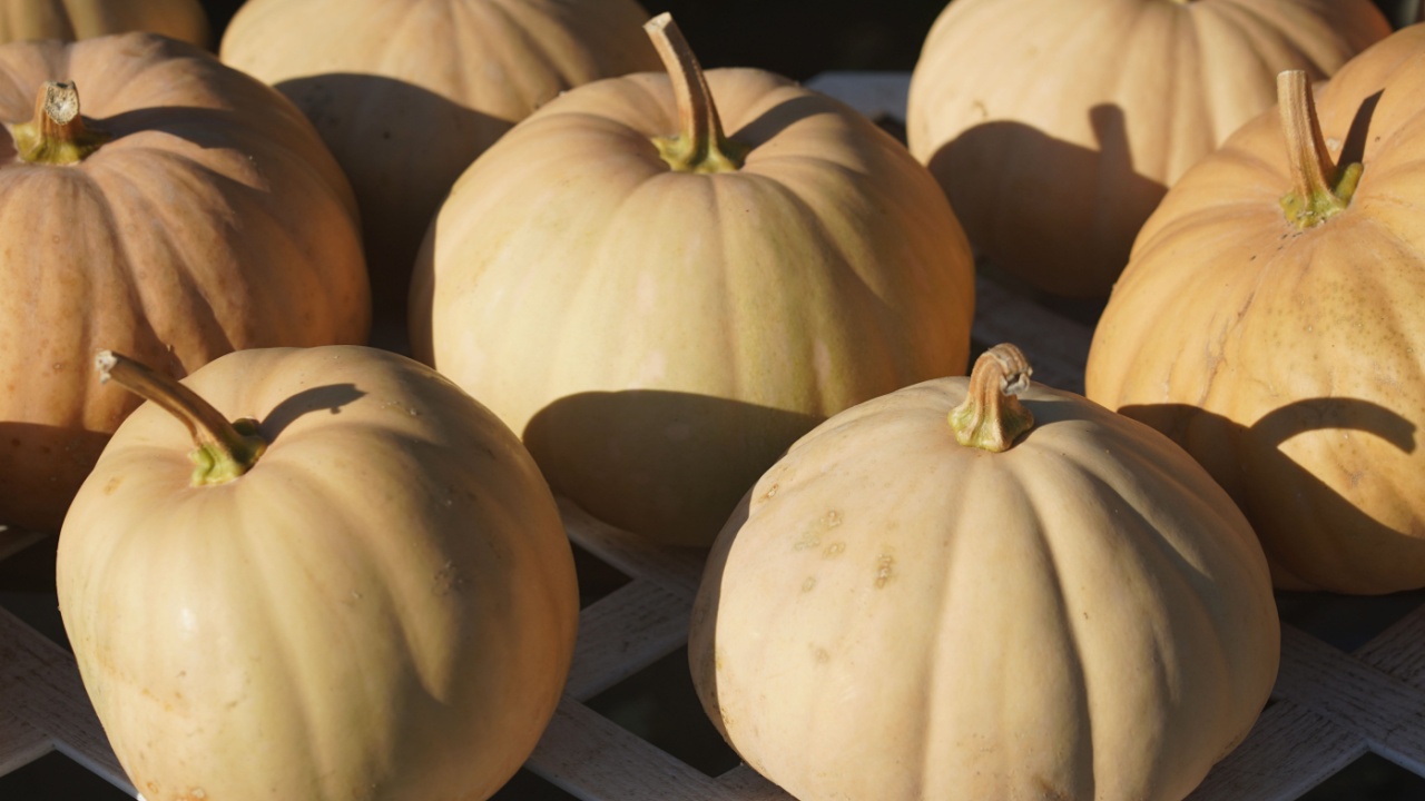 Long Island Cheese pumpkins on a field