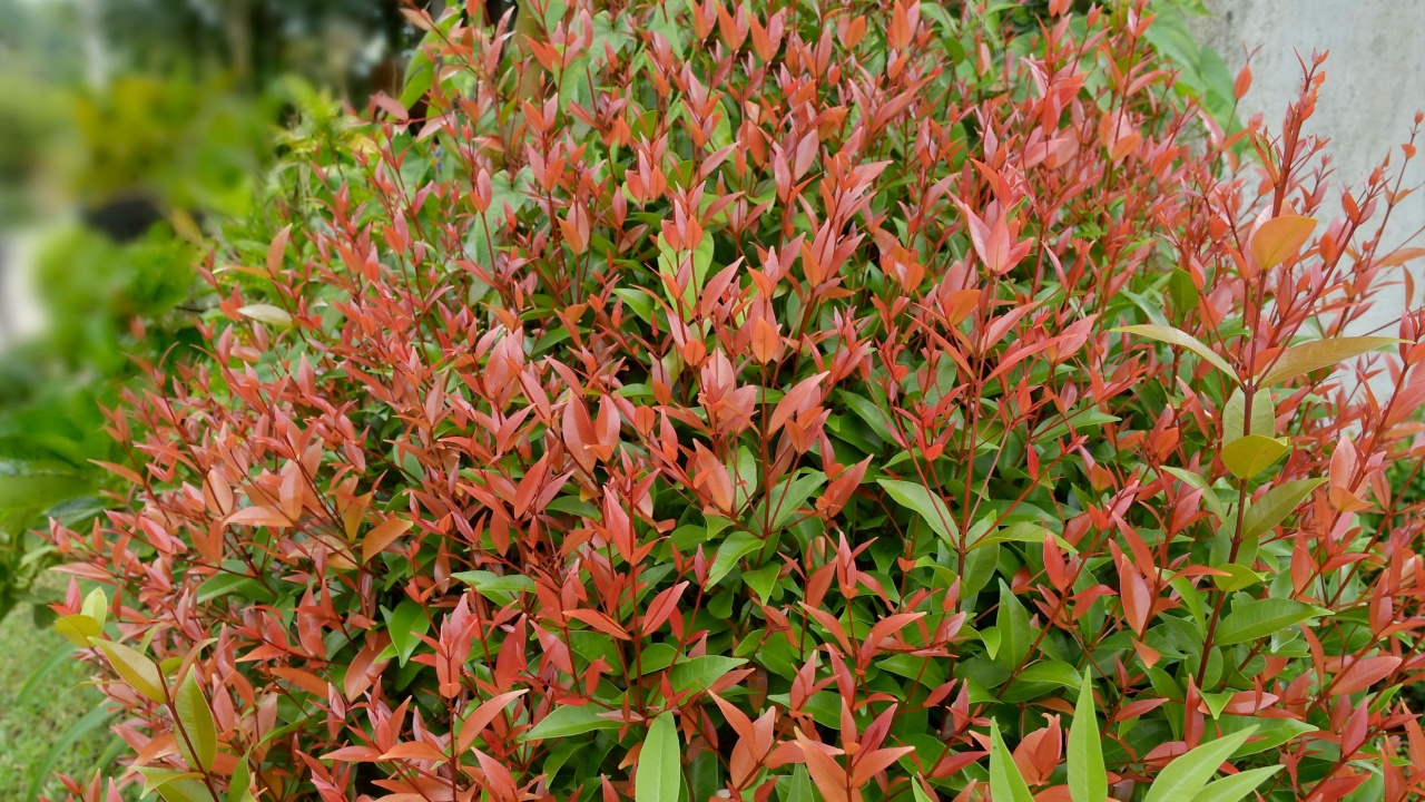 A small bush plant with bright red and green leaves, named Nandina domestica nandina, Heavenly Bamboo or Sacred Bamboo, a species of flowering plant in the family Berberidaceae.