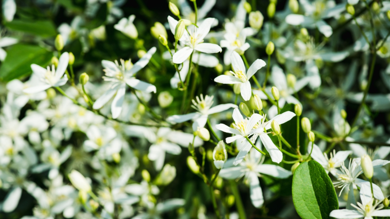 Blooming clematis "Paniculata" in the garden. Selective focus. Shallow depth of field.