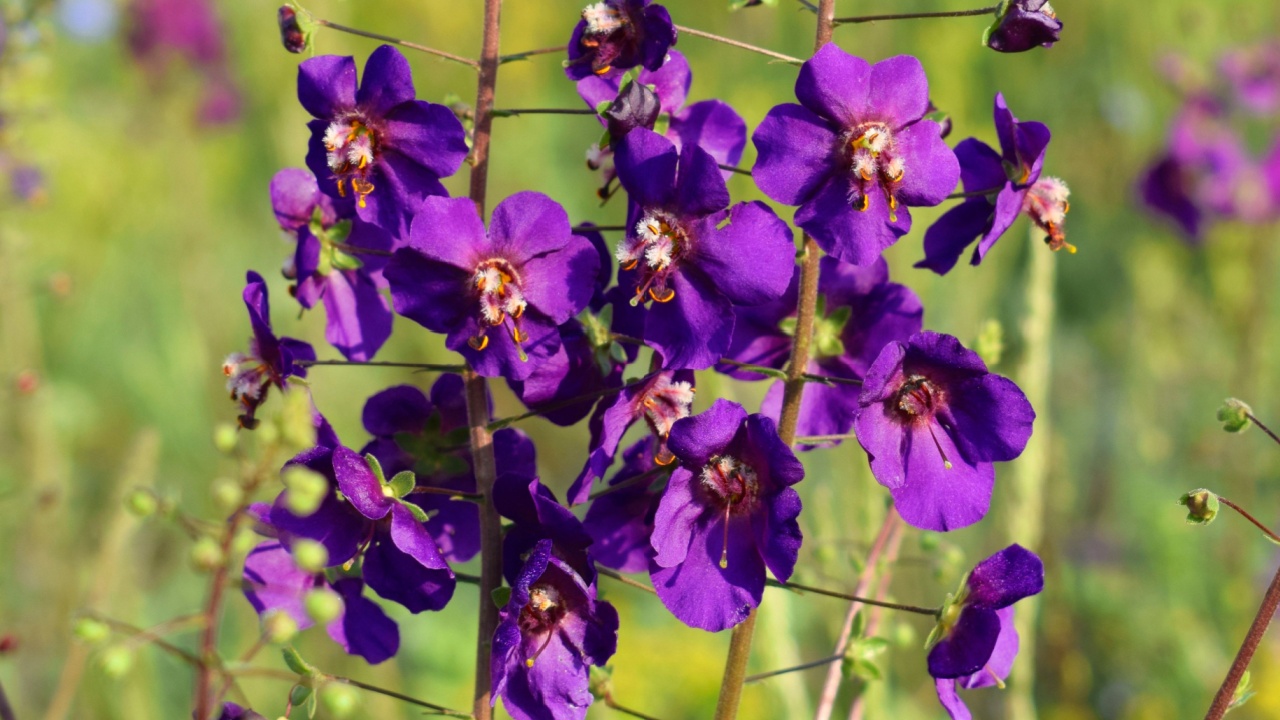 Beautiful violet wildflowers close-up on the background of a blooming meadow. Verbascum phoeniceum, known as purple mullein or temptress purple.