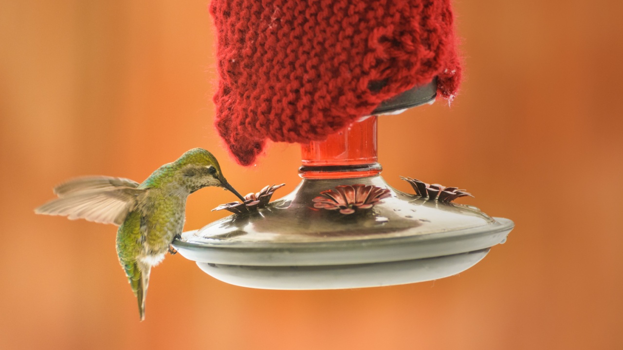 Female Anna's Hummingbird, Calypte anna, feeding at heated insulated backyard red glass feeder in winter