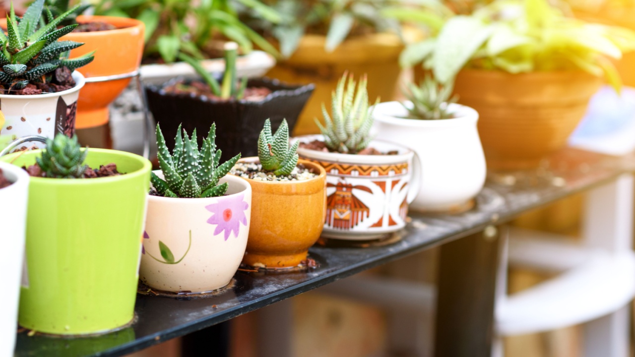 Various Succulent Plants Pots At Homemade Stand In A Garden At Sunny Day.