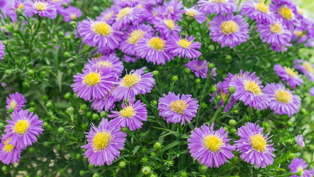 Aster dumosus close up. Beautifu violet and yellow blooming flovers in the garden