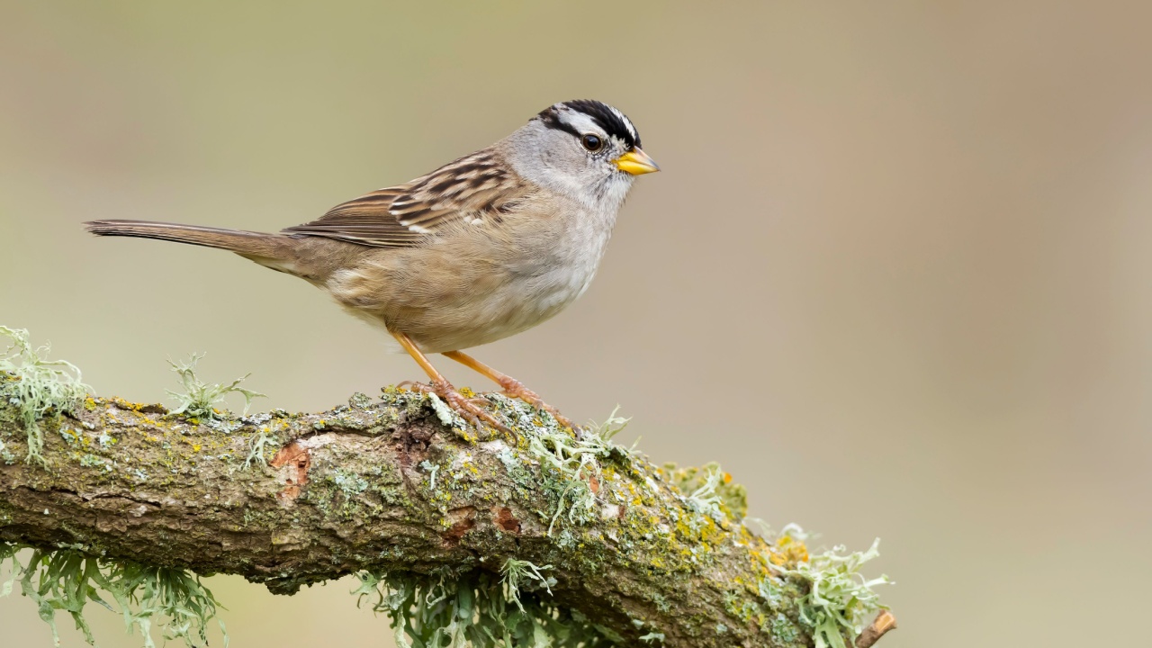 Adult (pugetensis subspecies) White-crowned Sparrow (Zonotrichia leucophrys) in Santa Barbara County, California, USA.