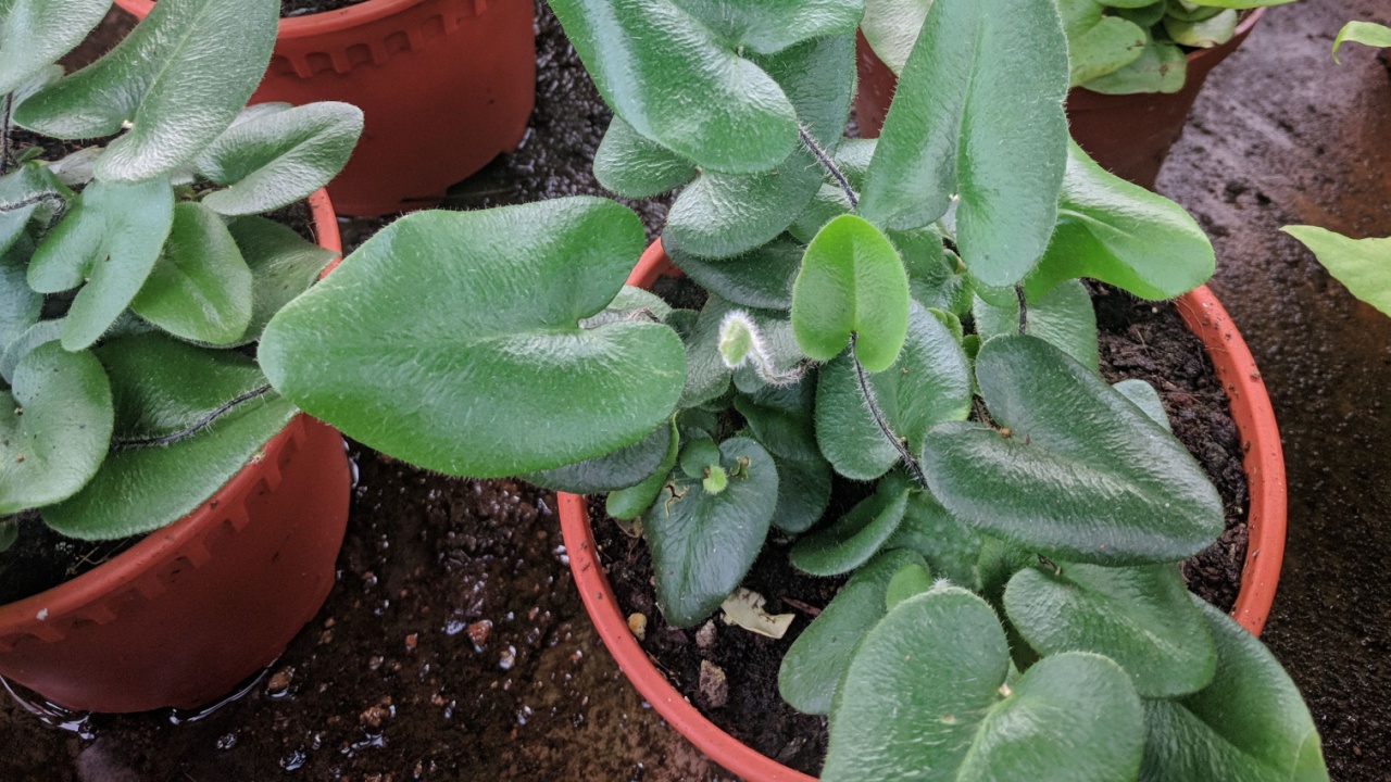 Rows of hairy heart shaped leaves of Heart fern (Hemionitis Arifolia)