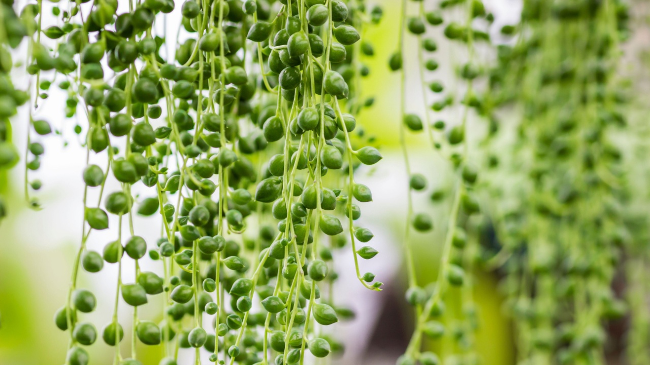 Details of the Senecio rowleyanus. This plant is commonly known as string-of-pearls or string-of-beads. It is a creeping, perennial, succulent vine native to the drier parts of southwest Africa. 