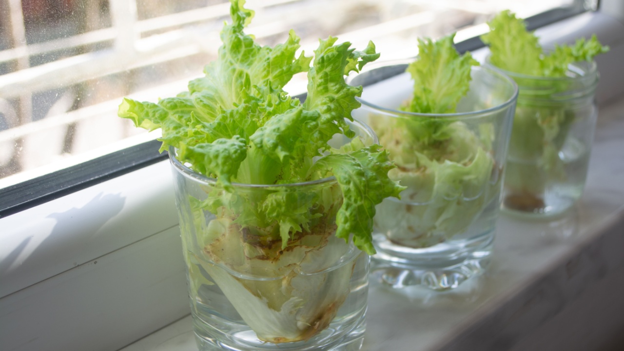 Growing lettuce in water from scraps in kitchen and on windowsill