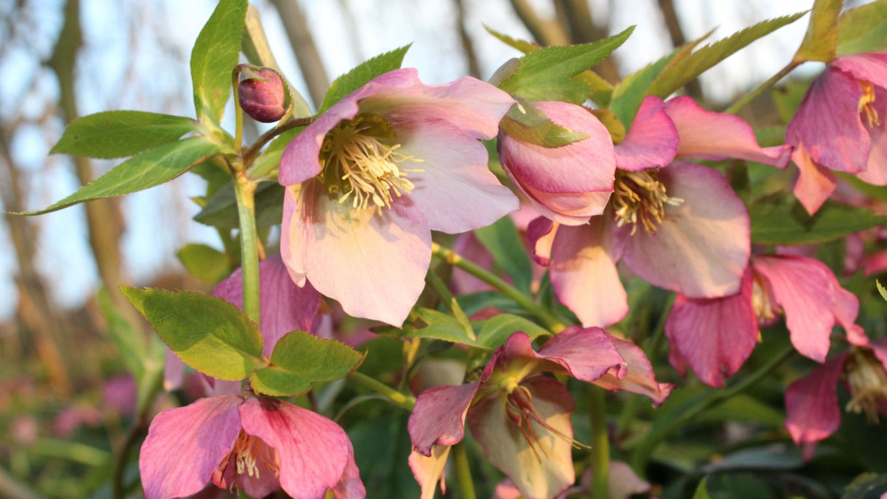 Helleborus pink flowers, Lenten rose, Christmas rose.