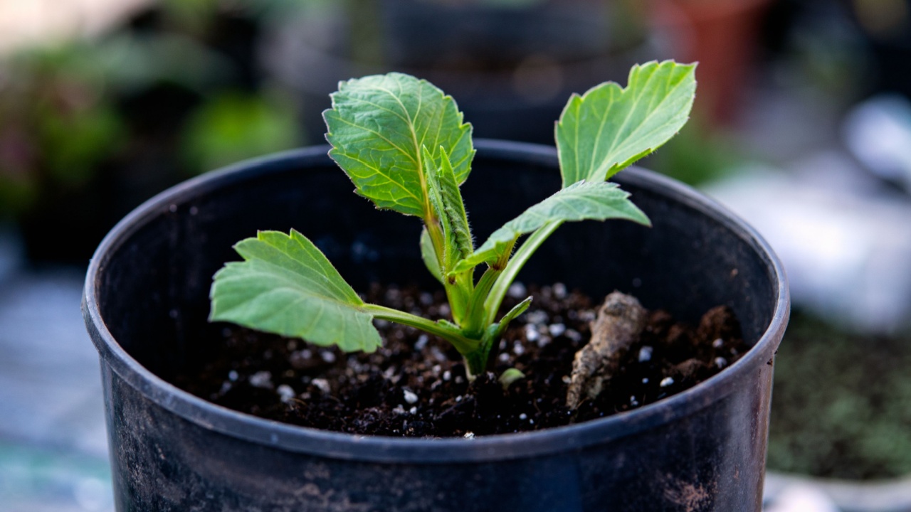 Young sapling dahlia sprout growing in protected greenhouse in pot