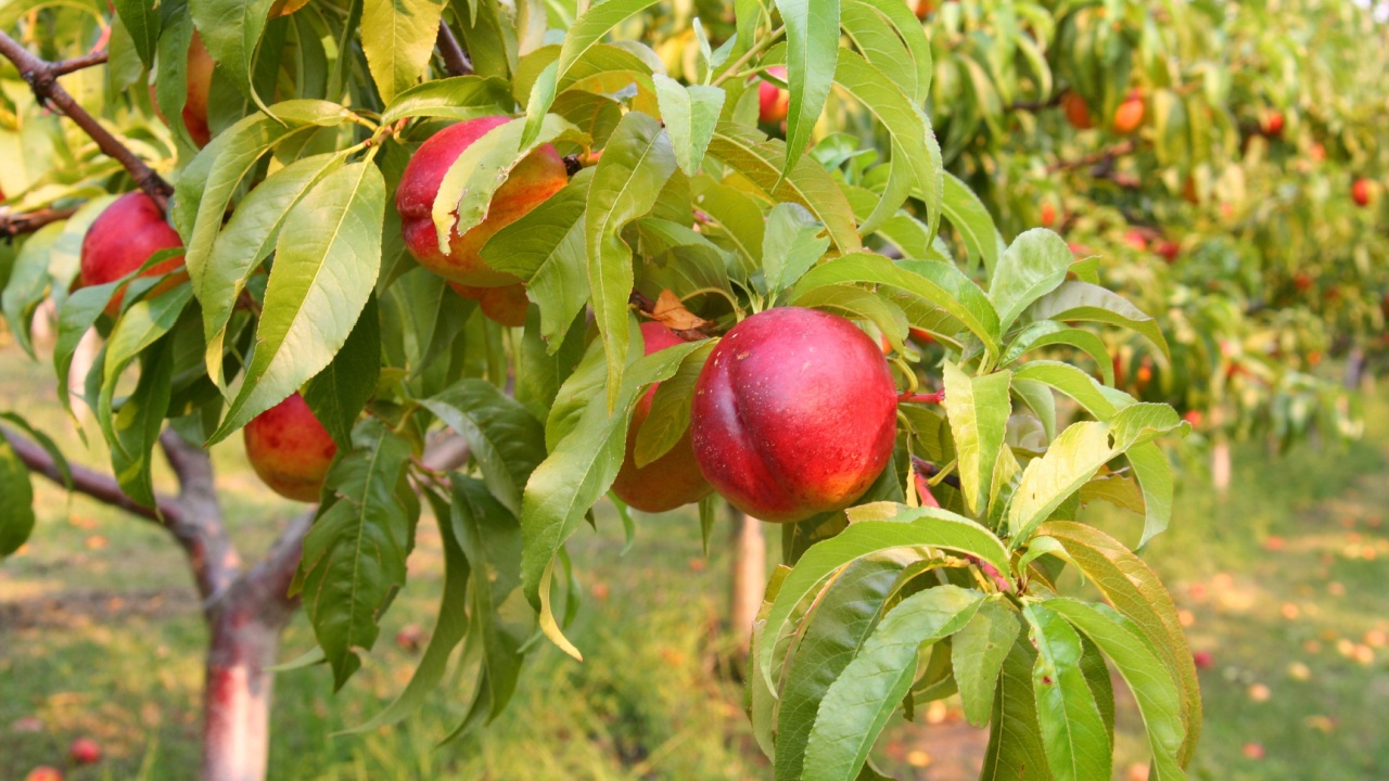 Nectarines on the tree
