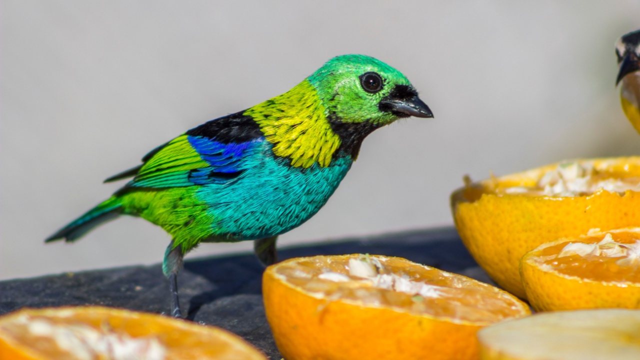 A Zoom Photo of a Beautiful Bird Eating Fruits