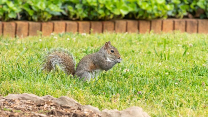14 Plants and Flowers That Keep Squirrels Out of Your Yard