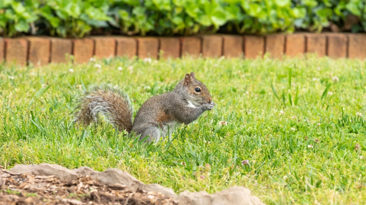 The little grey squirrel here is eating the birds sunflower seeds in a yard of clover.
