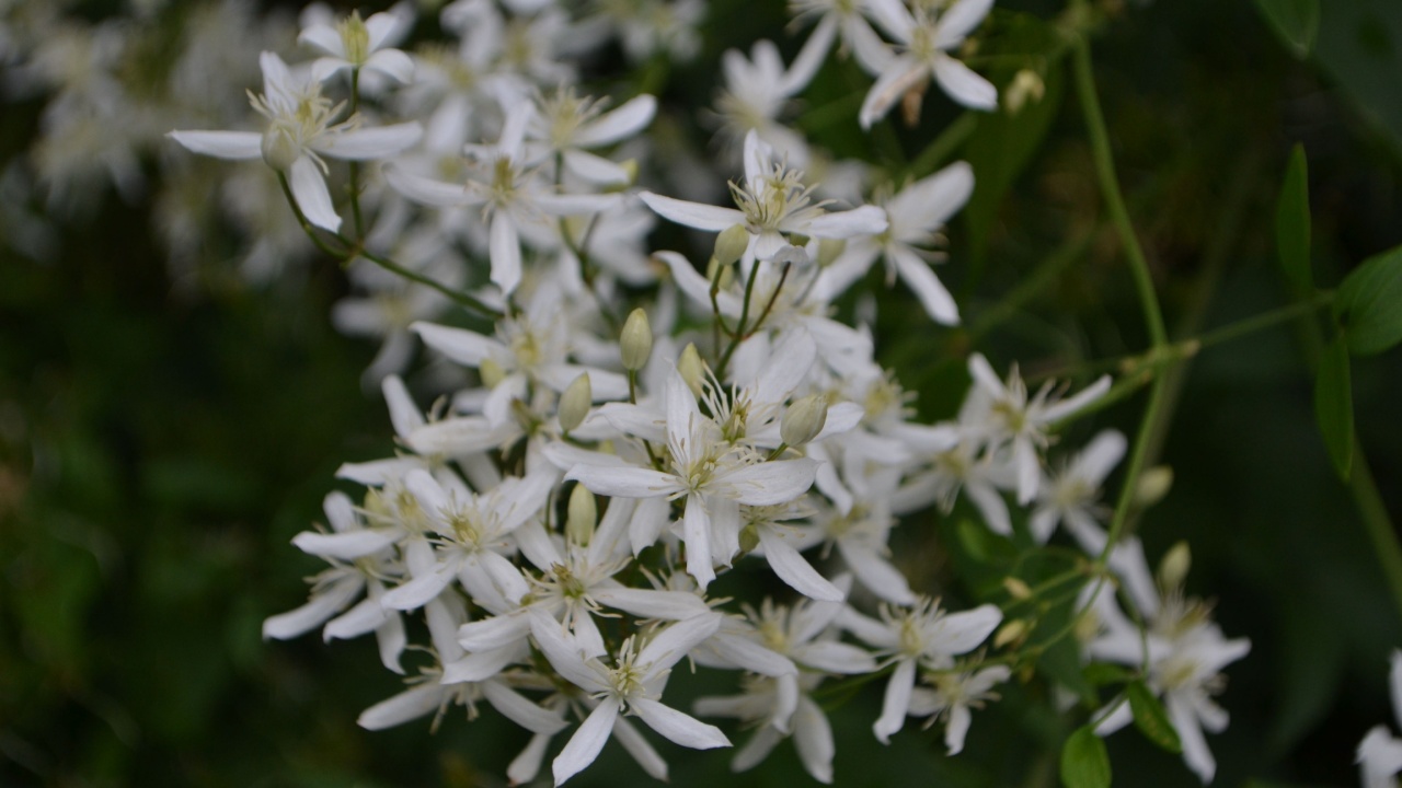 Flowering White Sweet Autumn Clematis (Clematis terniflora)