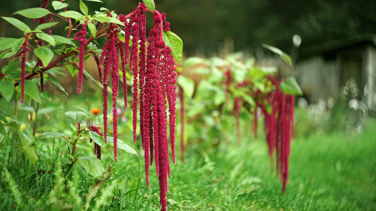 Flower in the garden Amaranthus caudatus