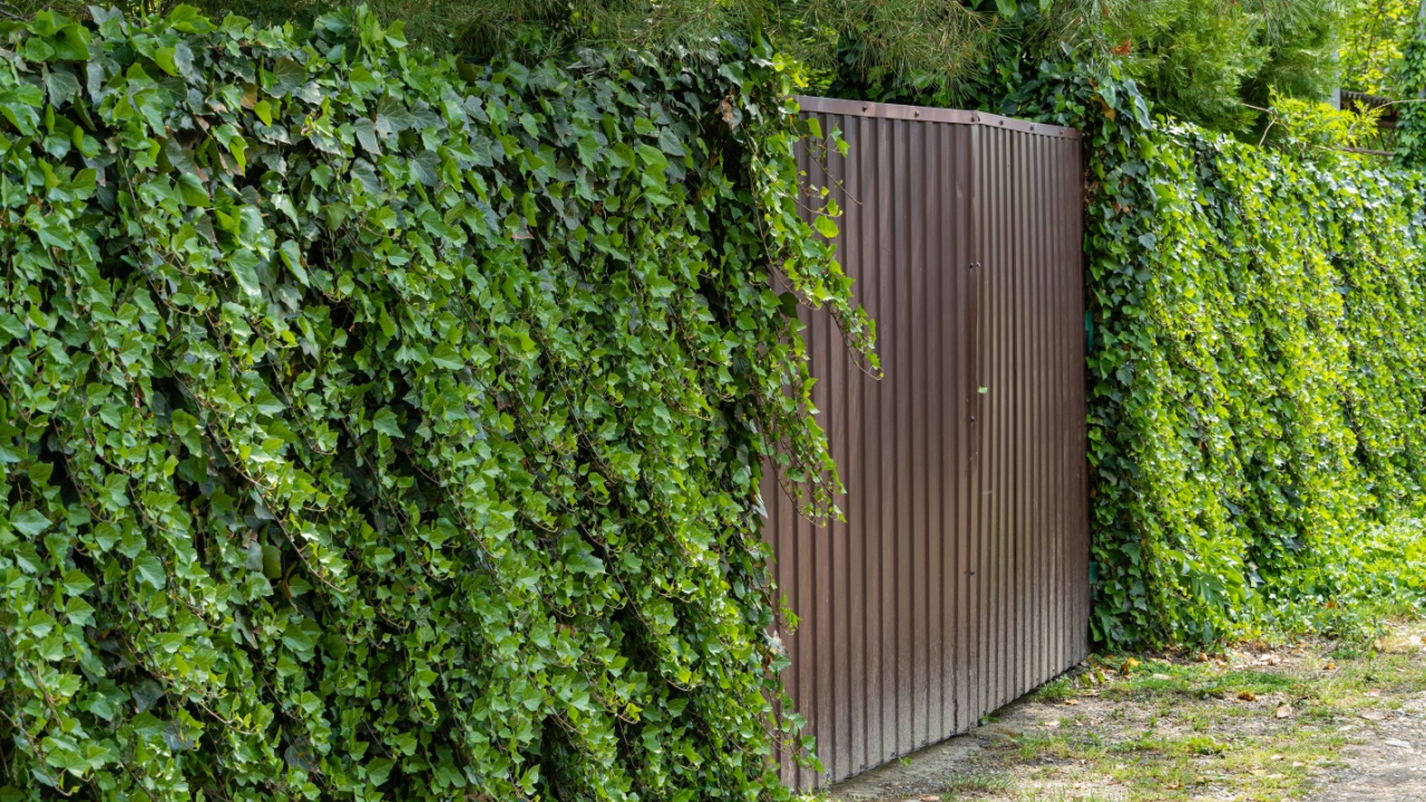 Wall of green ivy. Hedera spiral. Original texture of natural greenery. Decoration of fence with ordinary ivy. Background from elegant leaves. Nature concept for design