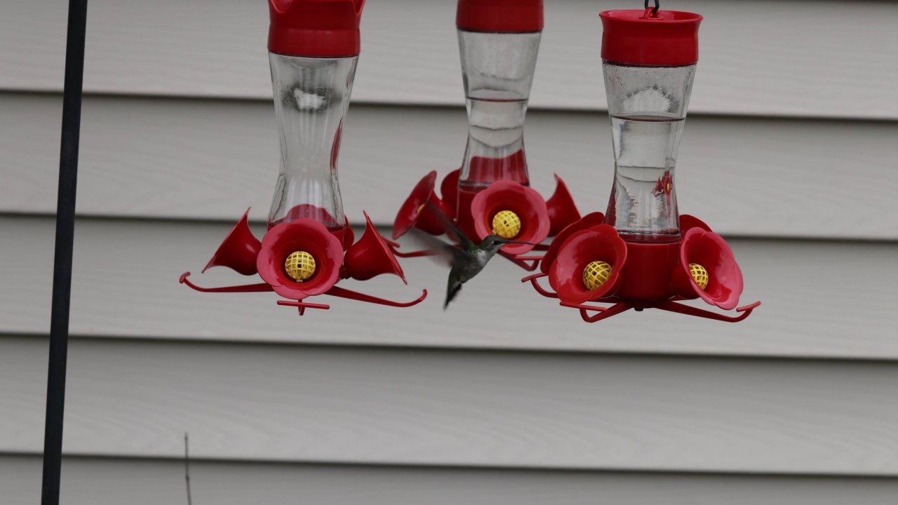 Hummingbird hovering at a red and yellow feeder containing nectar.