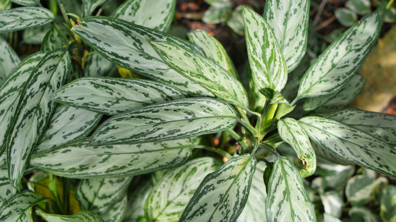 Tropical 'Aglaonema Silver Bay' or 'Silver King' houseplant, also known as 'Chinese Evergreens', with beautiful silver markings on leaves