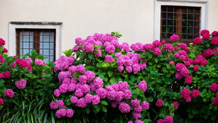 13 Tips for Fluffy, Perky Hydrangeas the Neighbors Will Envy