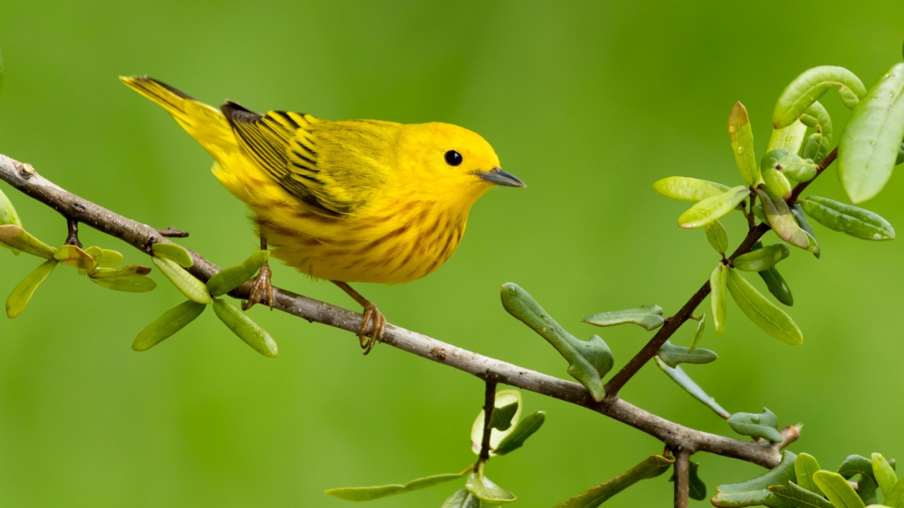 Adult male Yellow Warbler (Setophaga aestiva) during spring migration at Galveston County, Texas, USA.