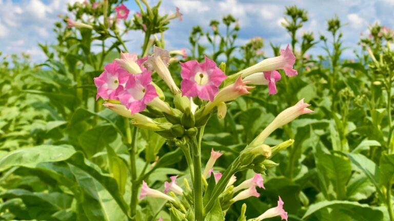 Tobacco flowers on tobacco big field. Tobacco pink flowers, Nicotiana tabacum close up. Flowering tobacco plants on tobacco Plantation field