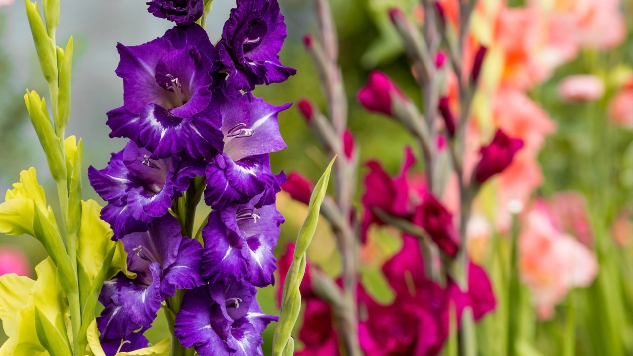 Gladiolus, sword-Lily, purple and yellow gladiolus bloom in the garden. Close-up of gladiolus flowers. Bright gladiolus flowers in summer. Large flowers and buds on a green background. 